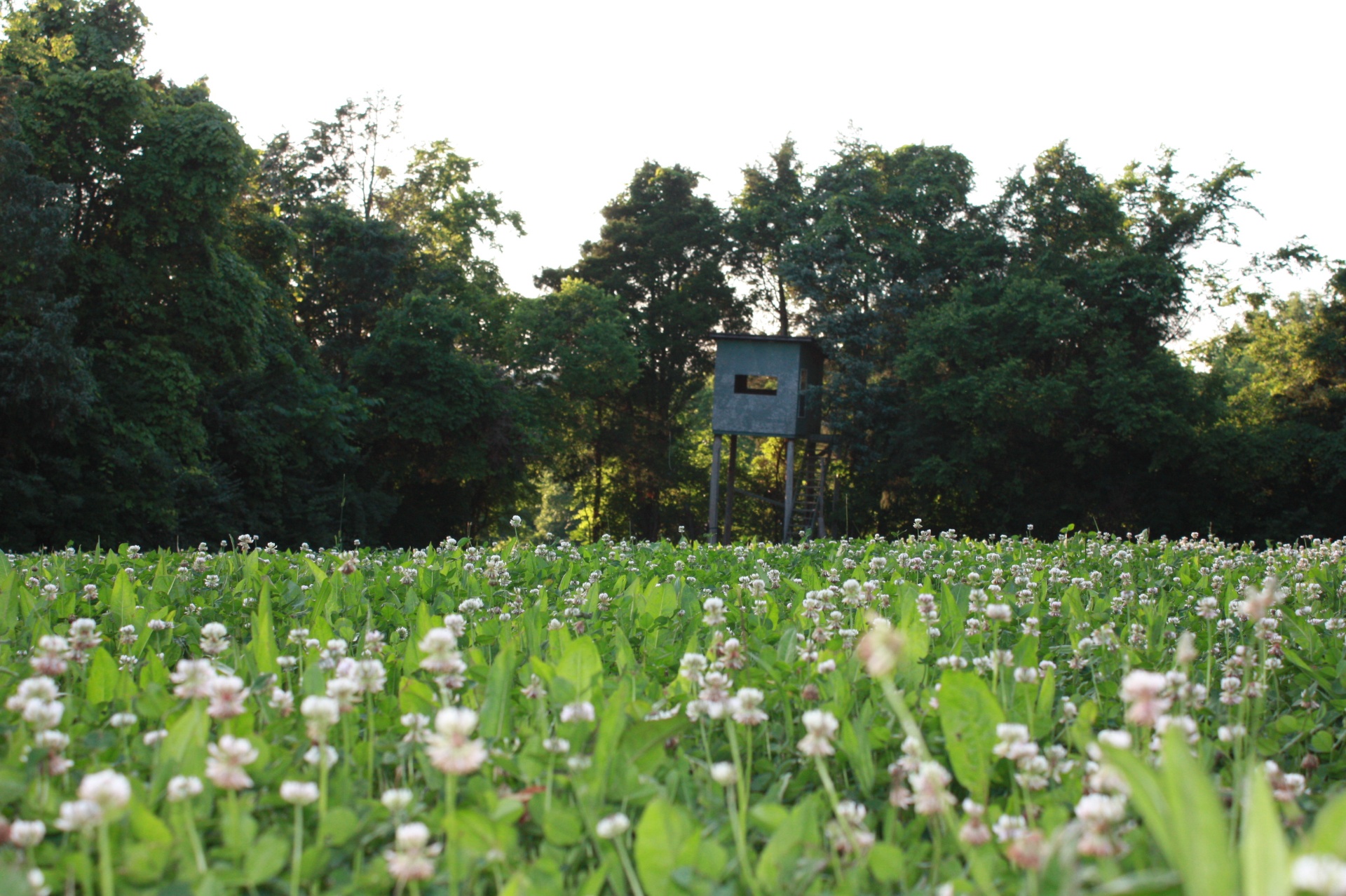 Lush green clover and chicory growing densely
